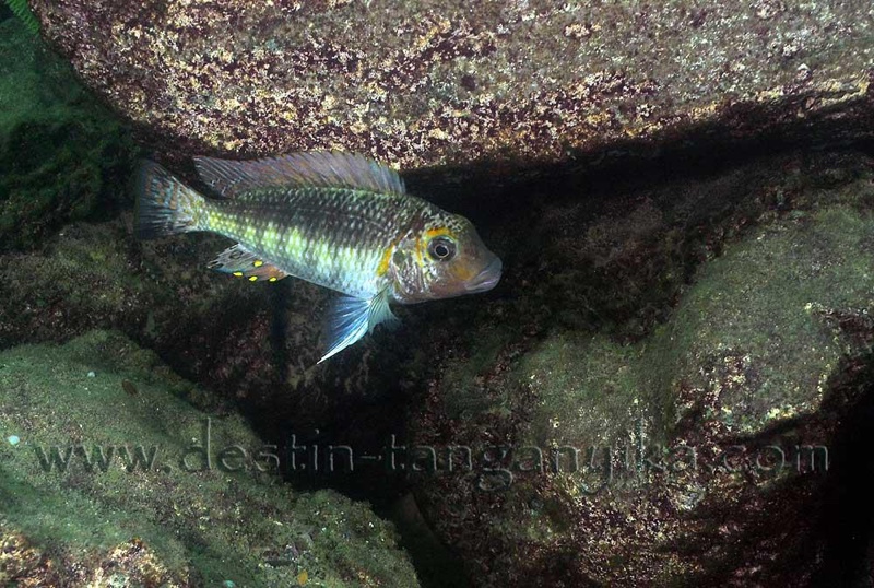 Interochromis loocki 'Kasanga'